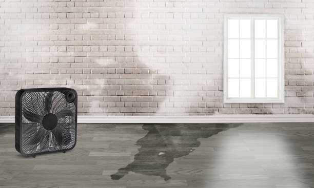 Best Water damage cleanup near me  in New Albany, IN